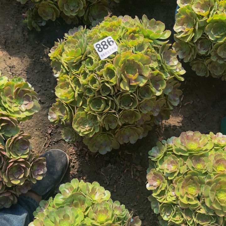万圣节花27-45不包邮
