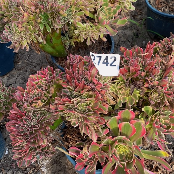银月花29-45不包邮