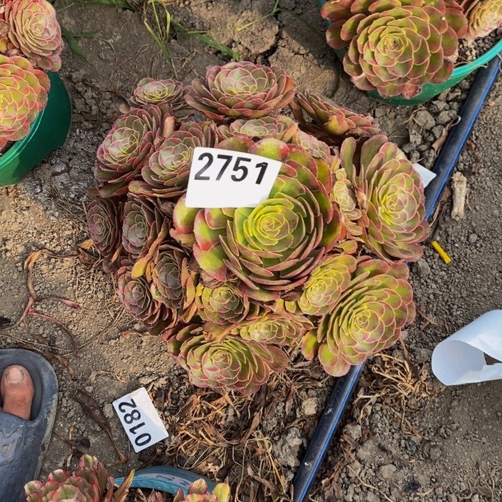 火狐花土29-44不包邮