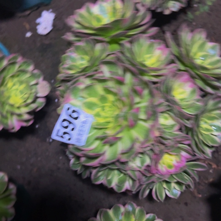 海王花27-12不包邮