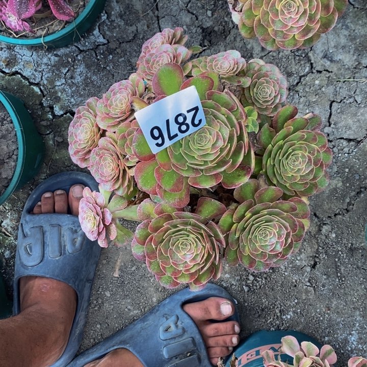 火狐花25-1不包邮