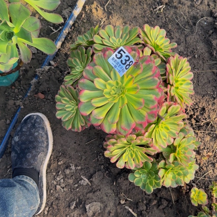 后羿花29-7包邮花花