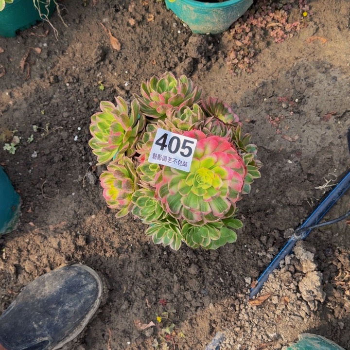 海王花27-12不包邮