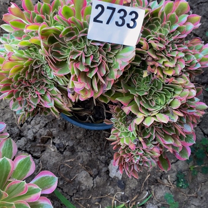 银月花29-46不包邮