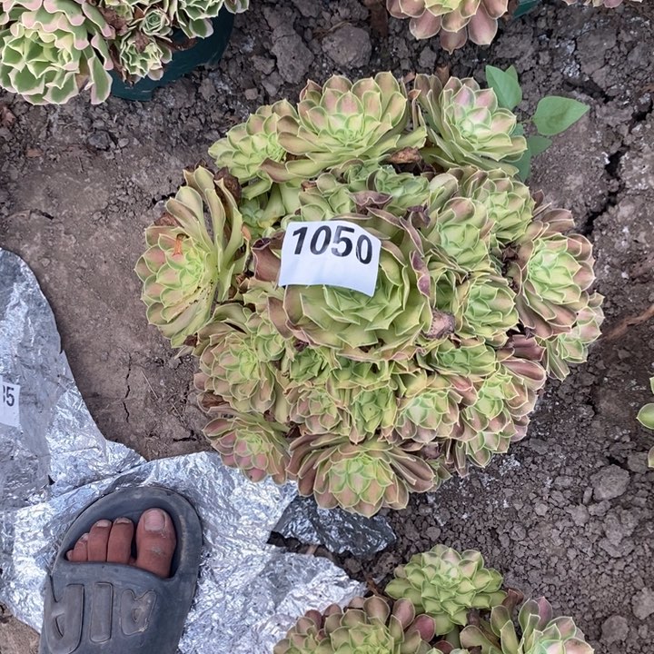少华花25-14不包邮