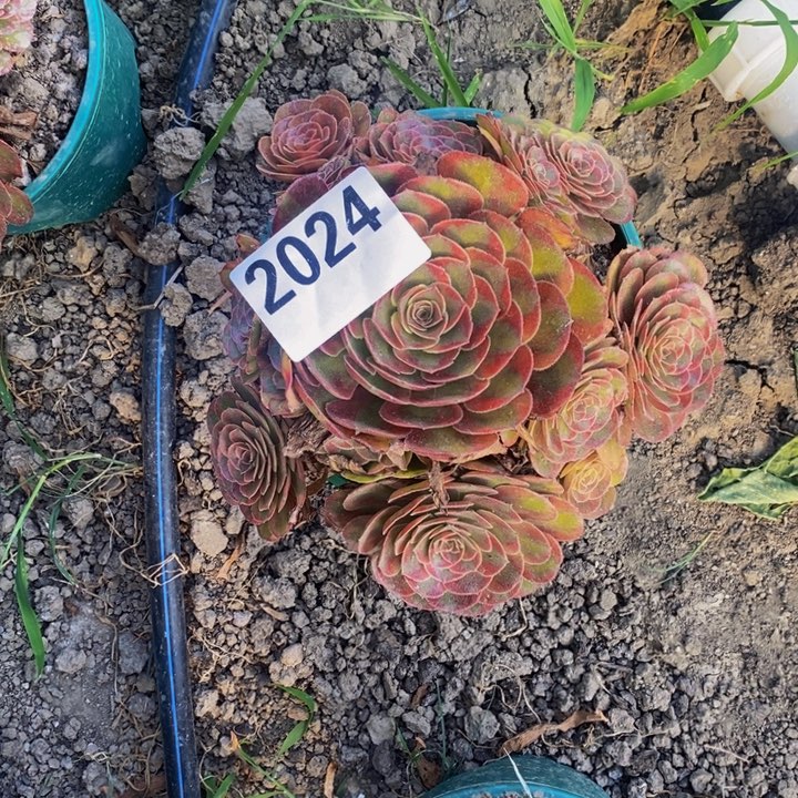 火狐花25-2不包邮