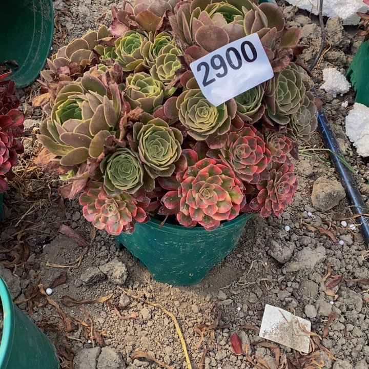 西施花花不包邮花花 27-9
