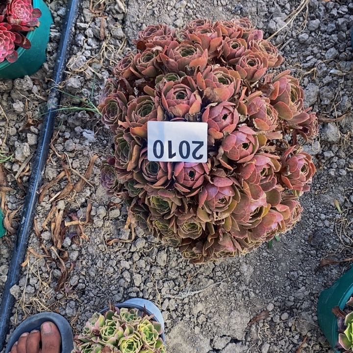 荷兰玫瑰27-1不包邮