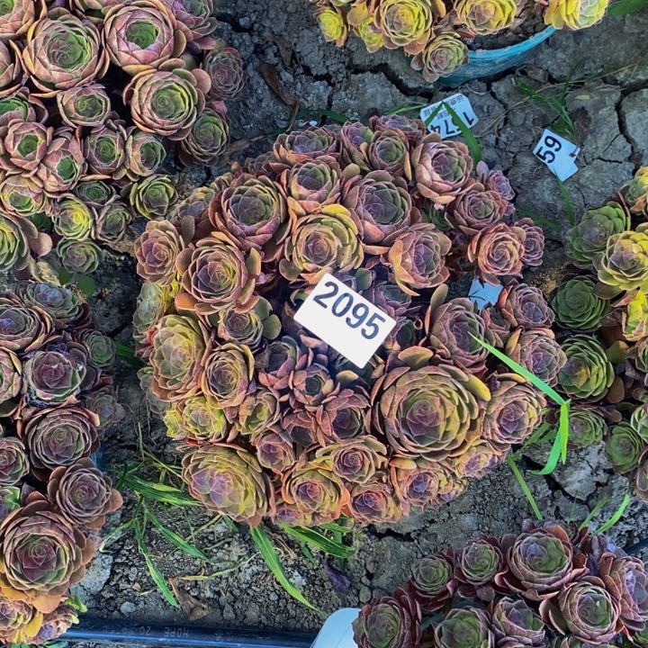 黑膜花25-21不包邮