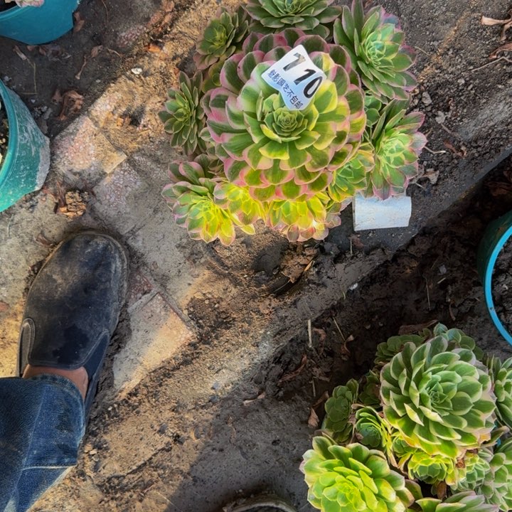 海王花27-12不包邮