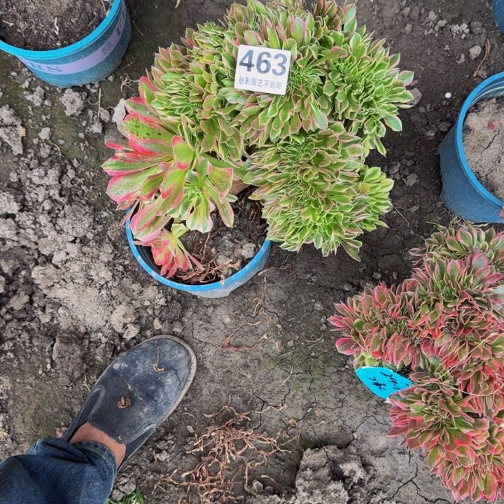 女神花29-16包邮花花