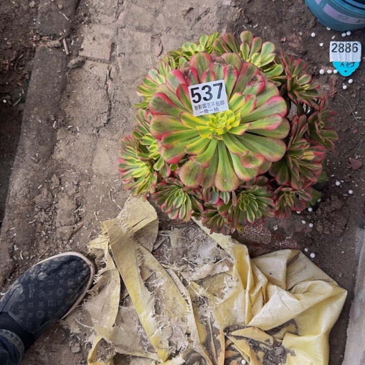 后羿花29-3包邮花花