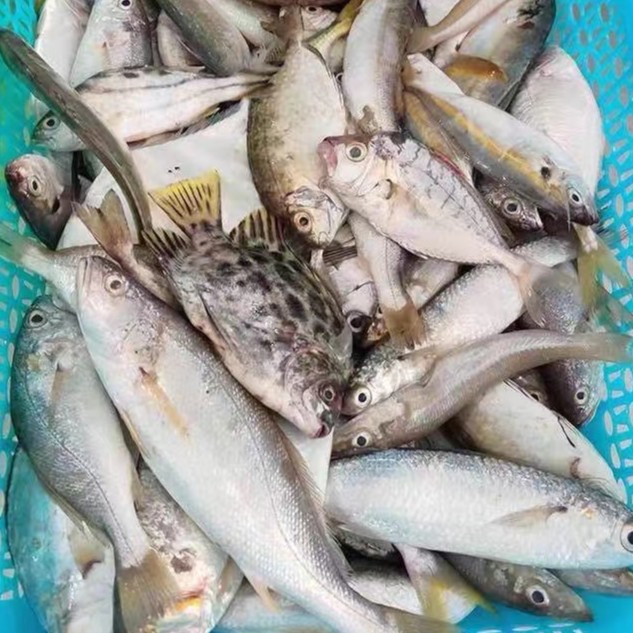 广东汕尾本港野生海捕 杂鱼