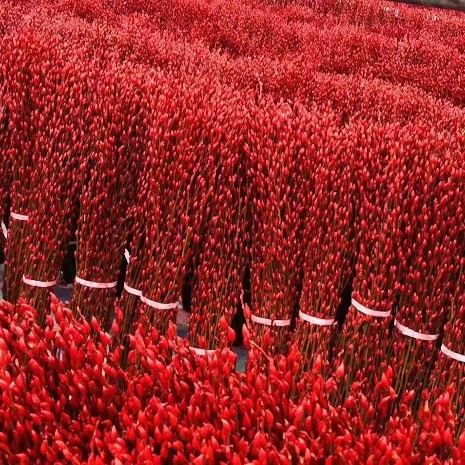 【1.5米高】银柳真花鲜枝干花摆件室内客厅新年红色年宵花卉植物