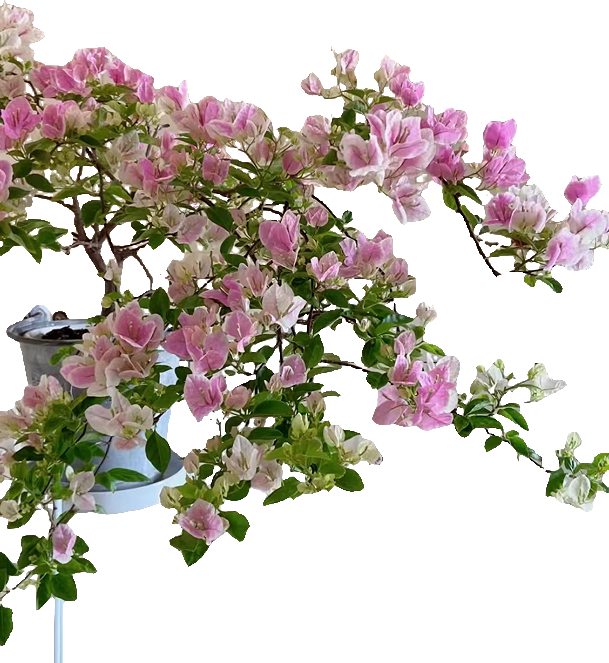 【广红樱】三角梅 抹茶绿渐变成粉盆栽阳台土壤移栽施肥晒太阳养护