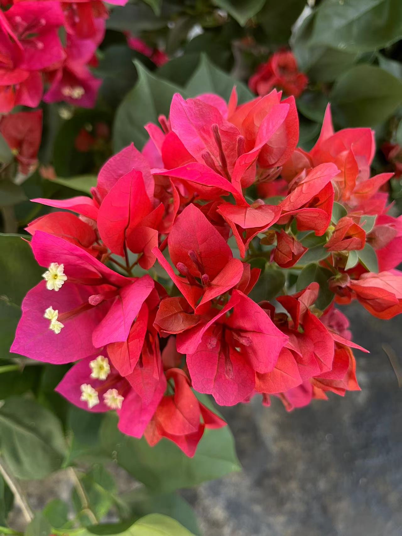 【中国红】三角梅 盆栽阳台美丽土壤移栽施肥晒太阳养殖养护盆栽 