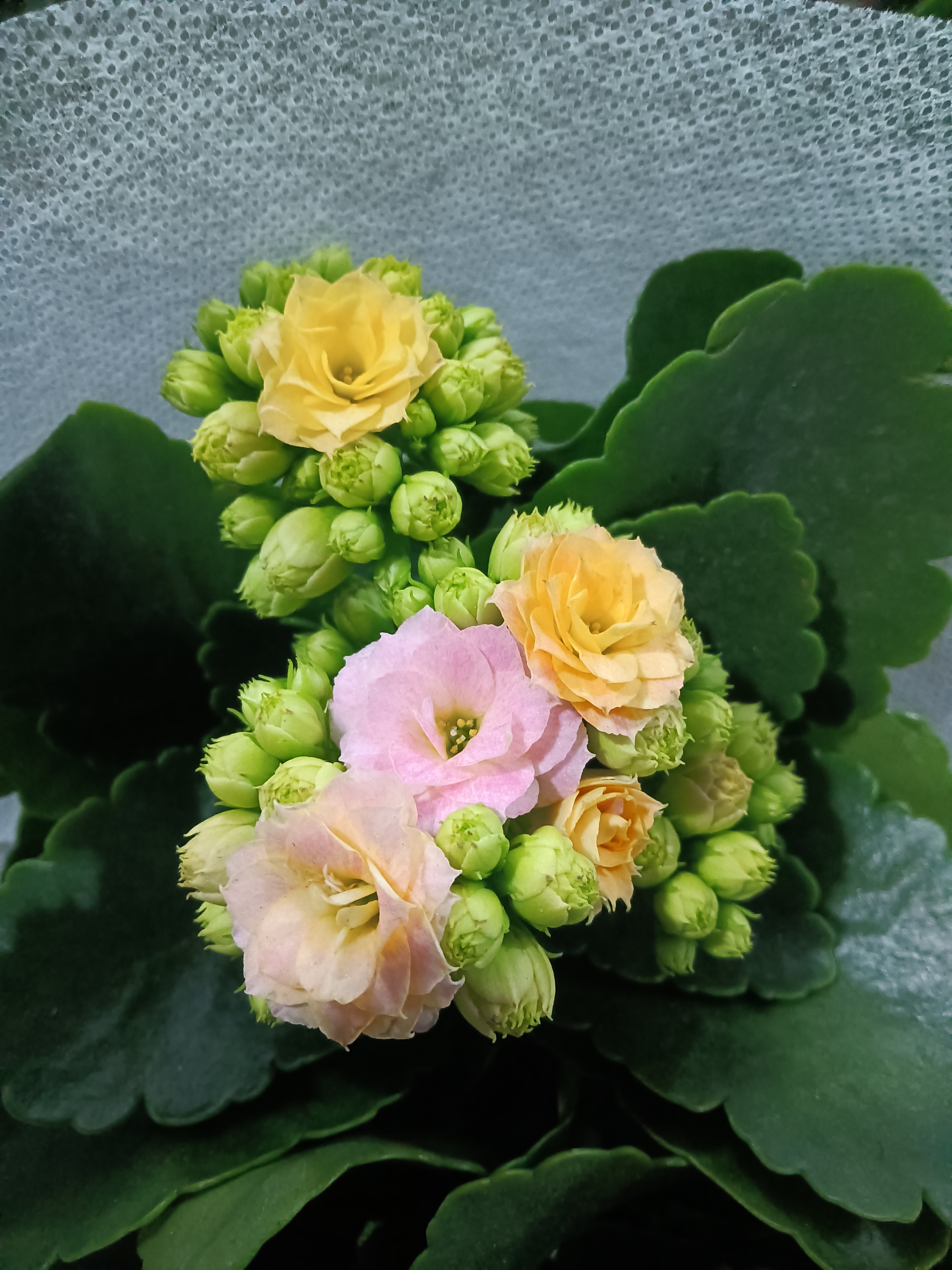 特价彩虹糖发两颗 泽家长寿 变色系母本花苞少点介意勿拍 