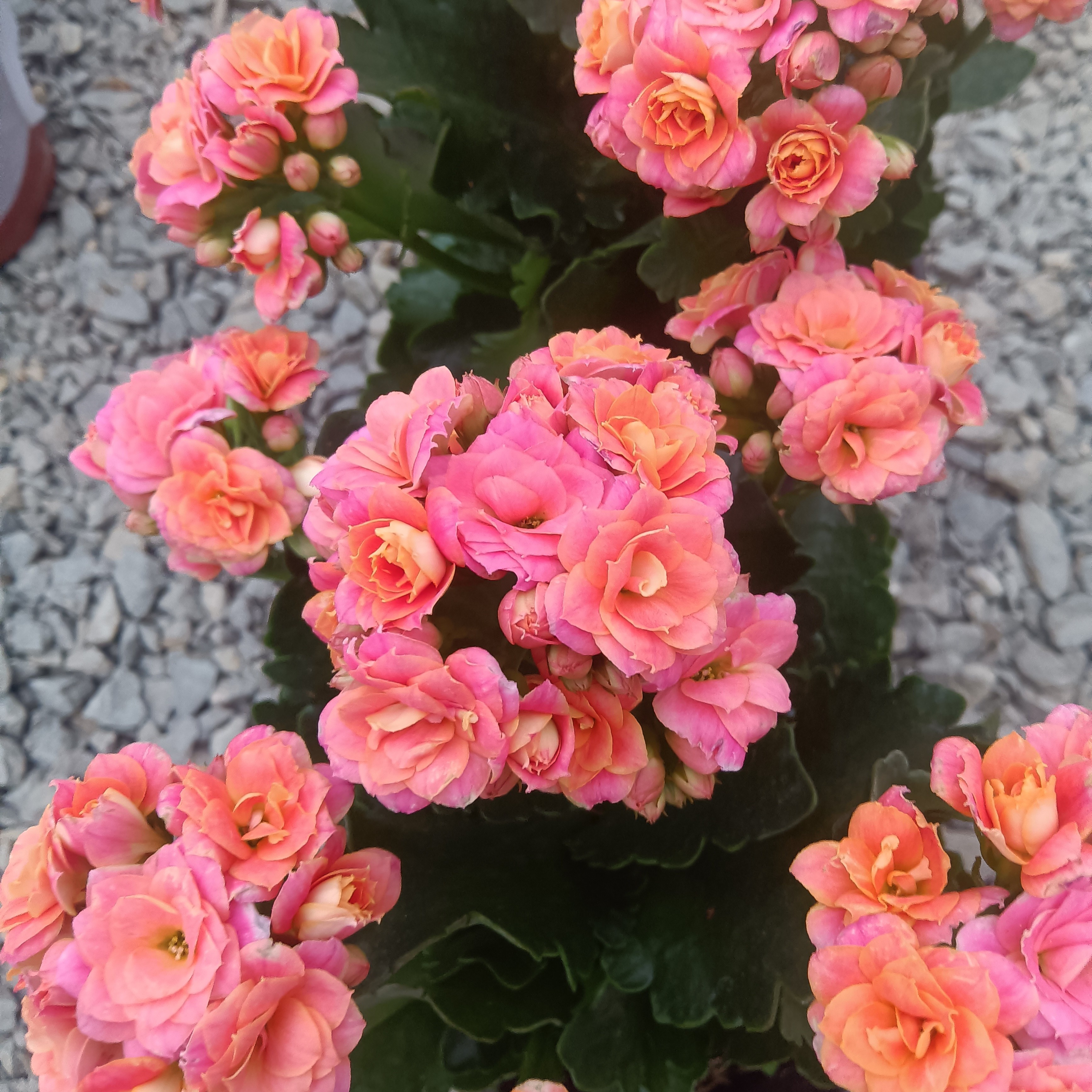 大鹏粉妆独杆棒棒糖半成品 无花苞 长寿网红品种