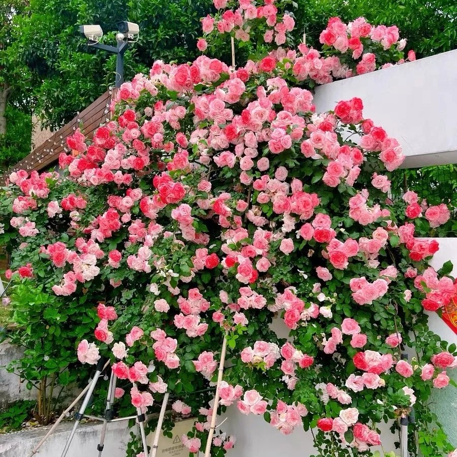 藤本爬藤月季花大花浓香粉色樱霞庭院走廊花卉植物盆栽蔷薇
