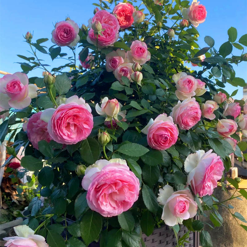 藤本月季花大花四季浓香庭院楼顶四季开花爬蔷薇玫瑰花苗红色蒂娜
