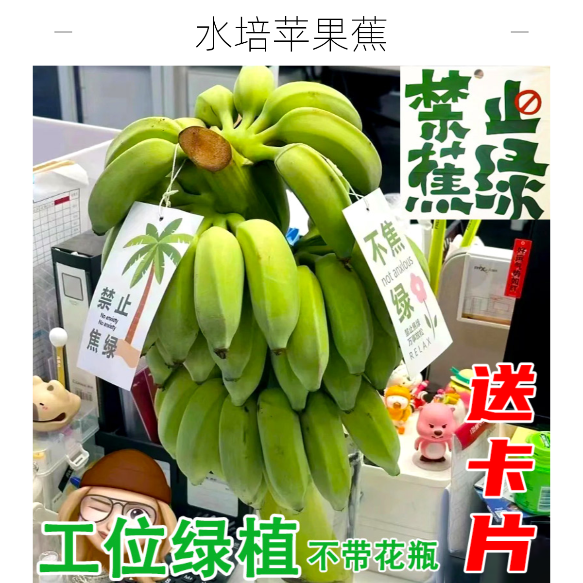 【禁止蕉虑】水培苹果蕉带杆发货