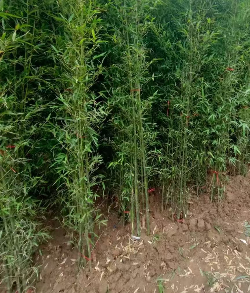 罗汉竹竹苗户外耐寒庭院景观竹风景竹花园阳台四季常绿盆栽观赏