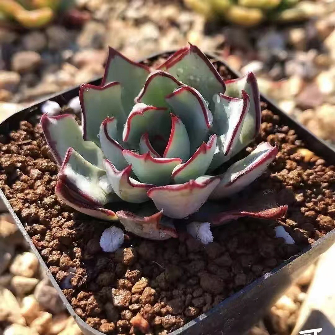 【凑满15元包邮】剑斯诺娃一颗 