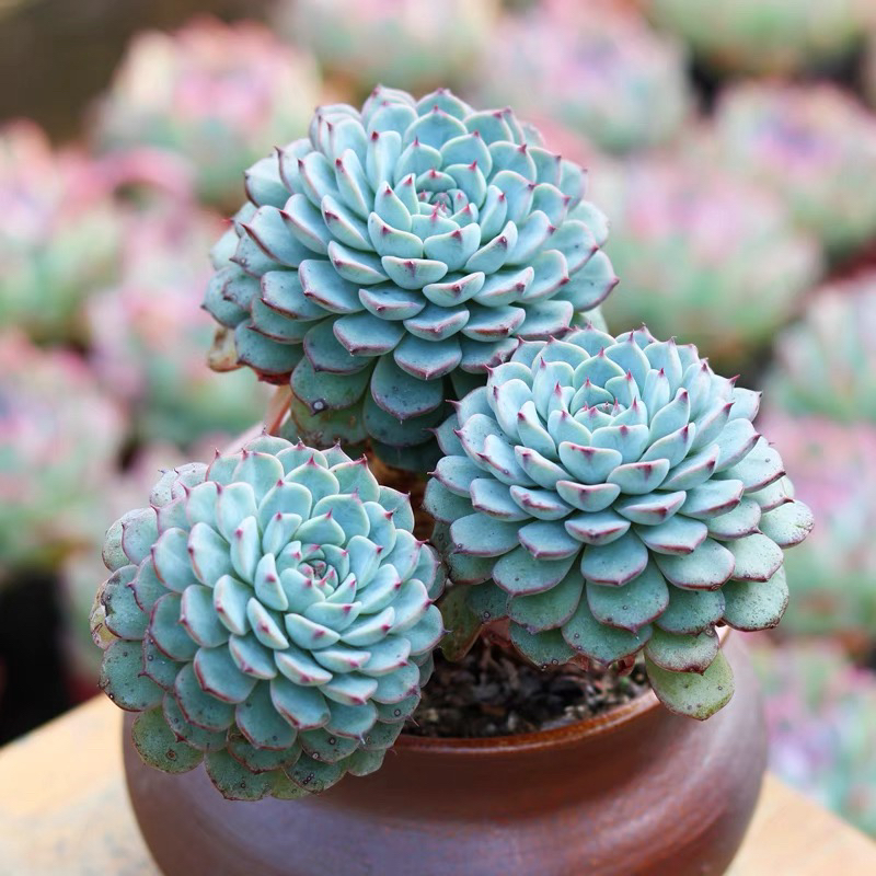 ［满15元包邮］双头蓝姬连多肉