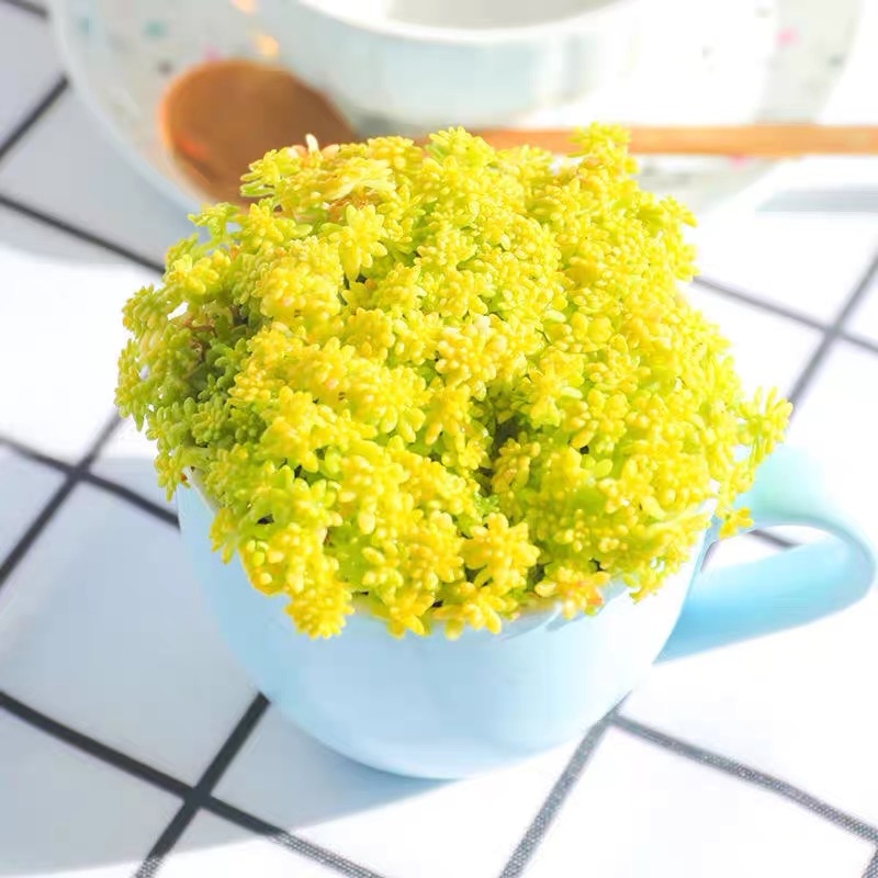 【凑满15元包邮】黄金草多肉，零度以下拍保温箱