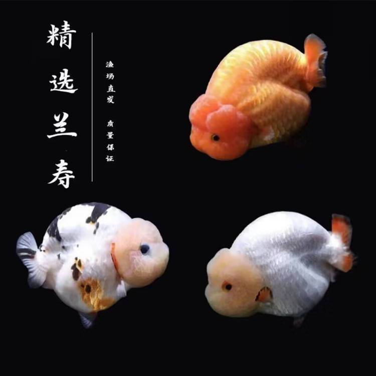观赏金鱼兰寿泰狮玛丽蝶尾珍珠耐活好养【渔场直销】