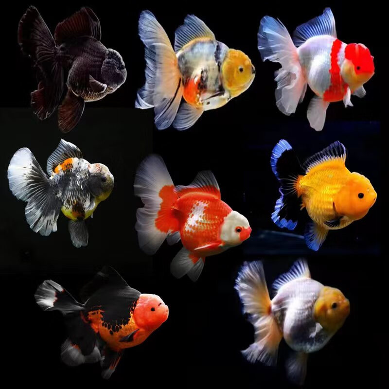 观赏金鱼 百褶泰狮 玛丽 兰寿 蝶尾 好养耐活