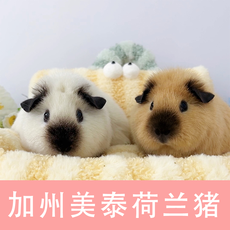 宠物荷兰猪美泰加州笼子包装