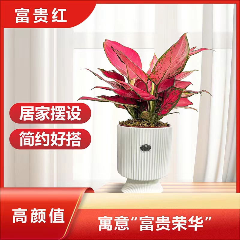 富贵红红叶似火室内办公室好养耐活观叶鲜活植物