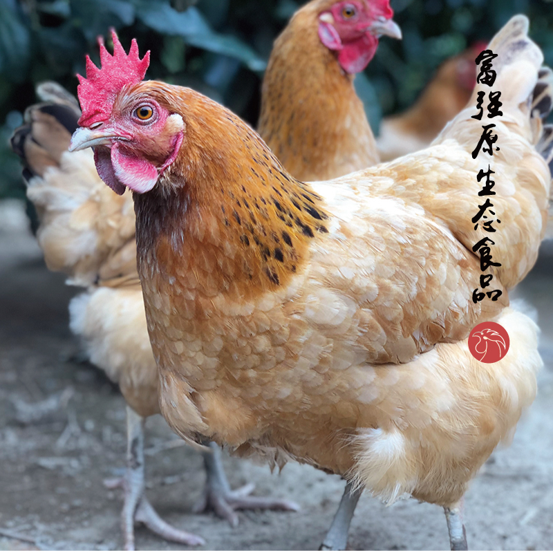 【富强原生态鸡2只】高山散养正宗土鸡河田鸡【营养高】200天老母鸡
