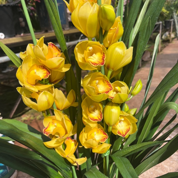 大花惠兰[黄金岁月]花期长状态以直播间状态为准