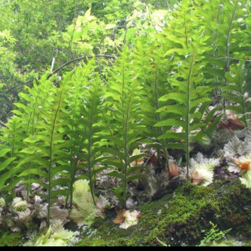 斛厥  岩姜   假山鱼缸造景