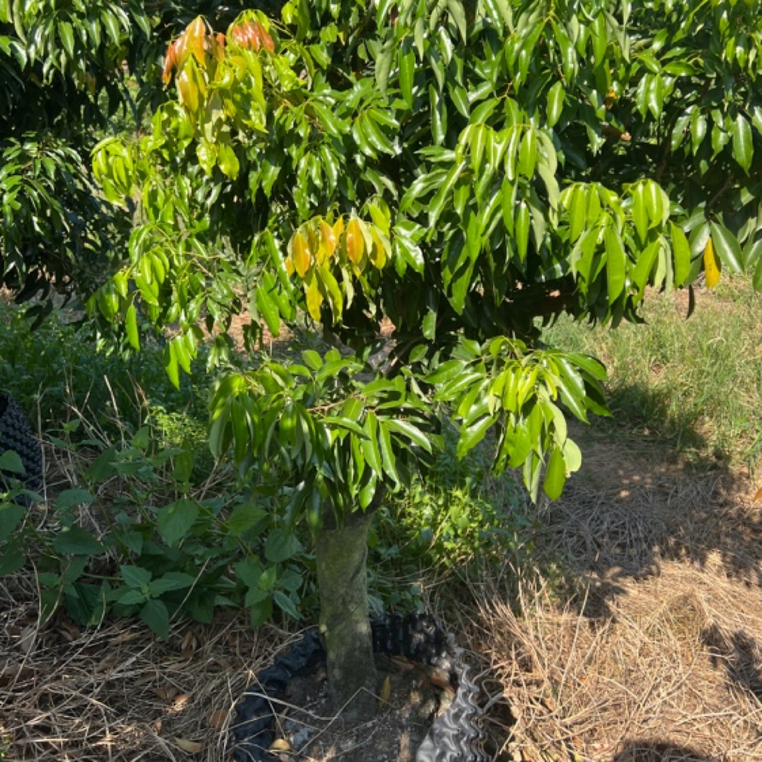 大棵桂味荔枝树，一物一选大冠福