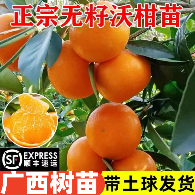 高产沃柑苗嫁接苗带土杯发货南方种植庭院地栽盆栽沃柑果树苗