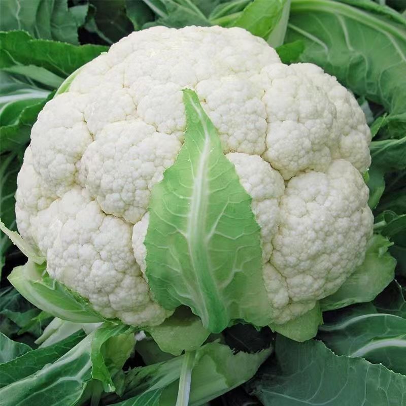 【新疆包邮】白花菜种子高产特大四季耐寒有机花椰菜家庭蔬菜种子