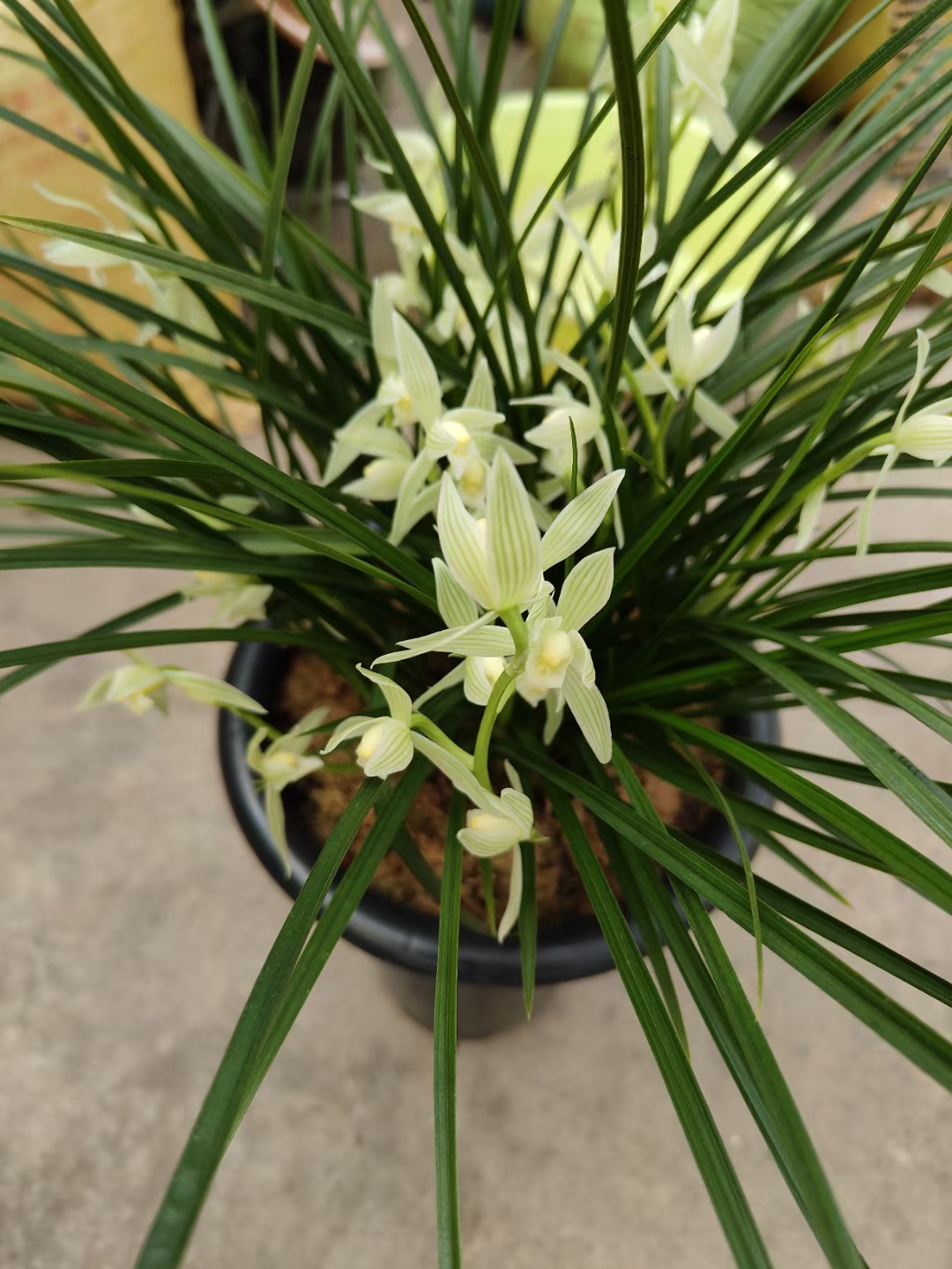中国兰花莲瓣兰一一大雪素