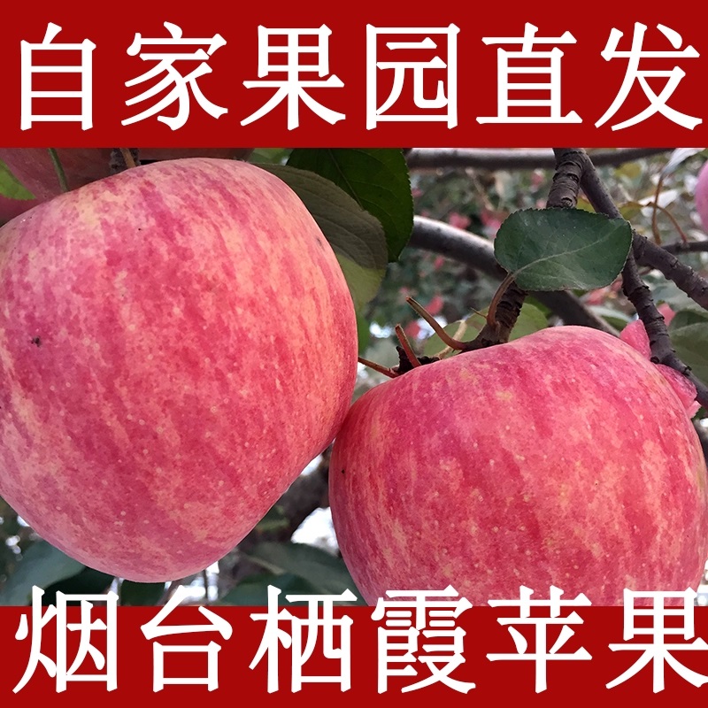 （条纹）山东烟台栖霞红富士苹果 净重4.5斤-9斤以上新鲜脆甜营养