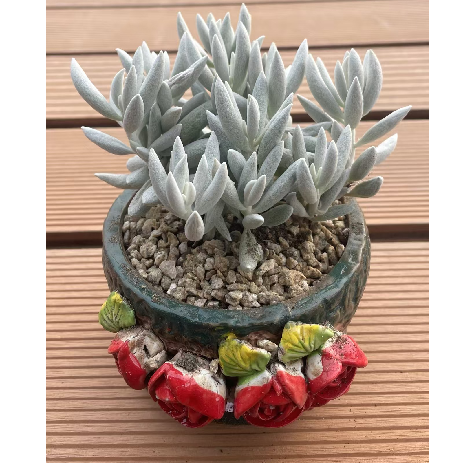 多肉菊超目紫菀亚科千里光属银月群生（满20包邮）