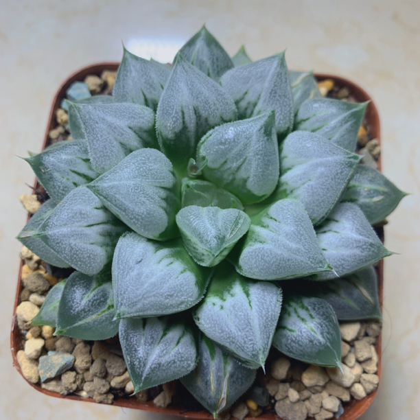 多肉十二卷属植物爱心寿8厘米左右基地择优发货