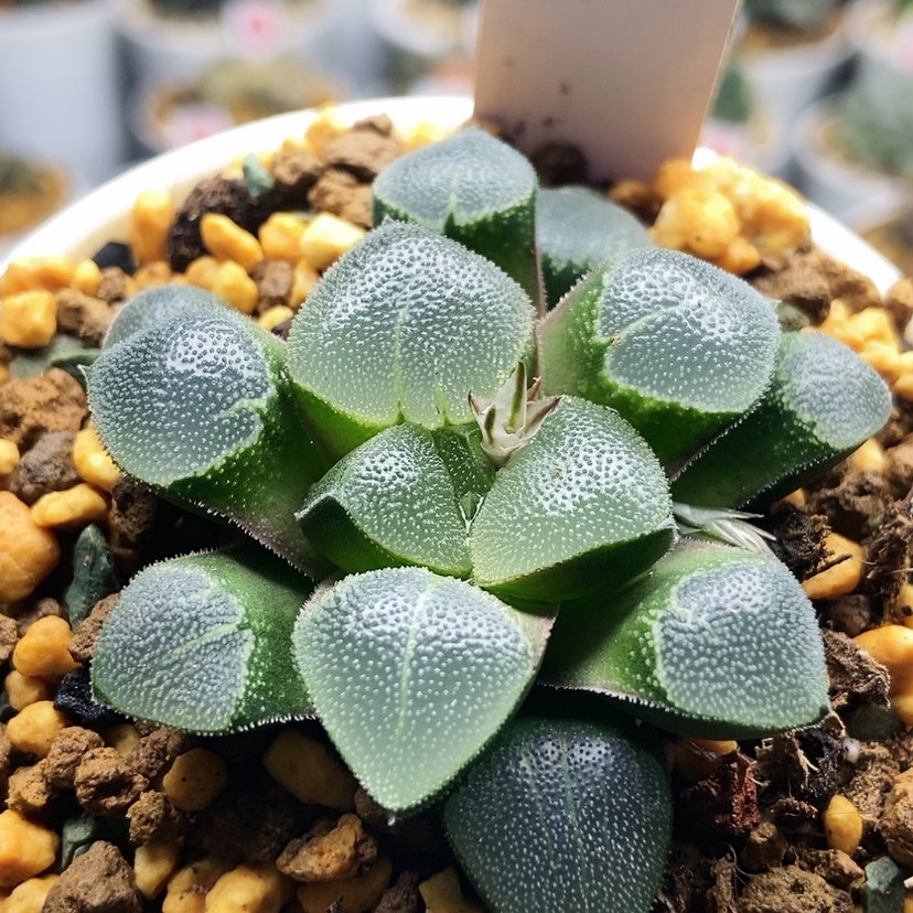 【闪购商品】翠贝80