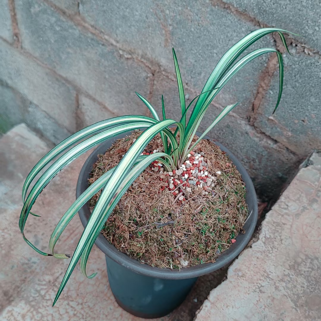 秋枝，一苗带芽， 沙中透