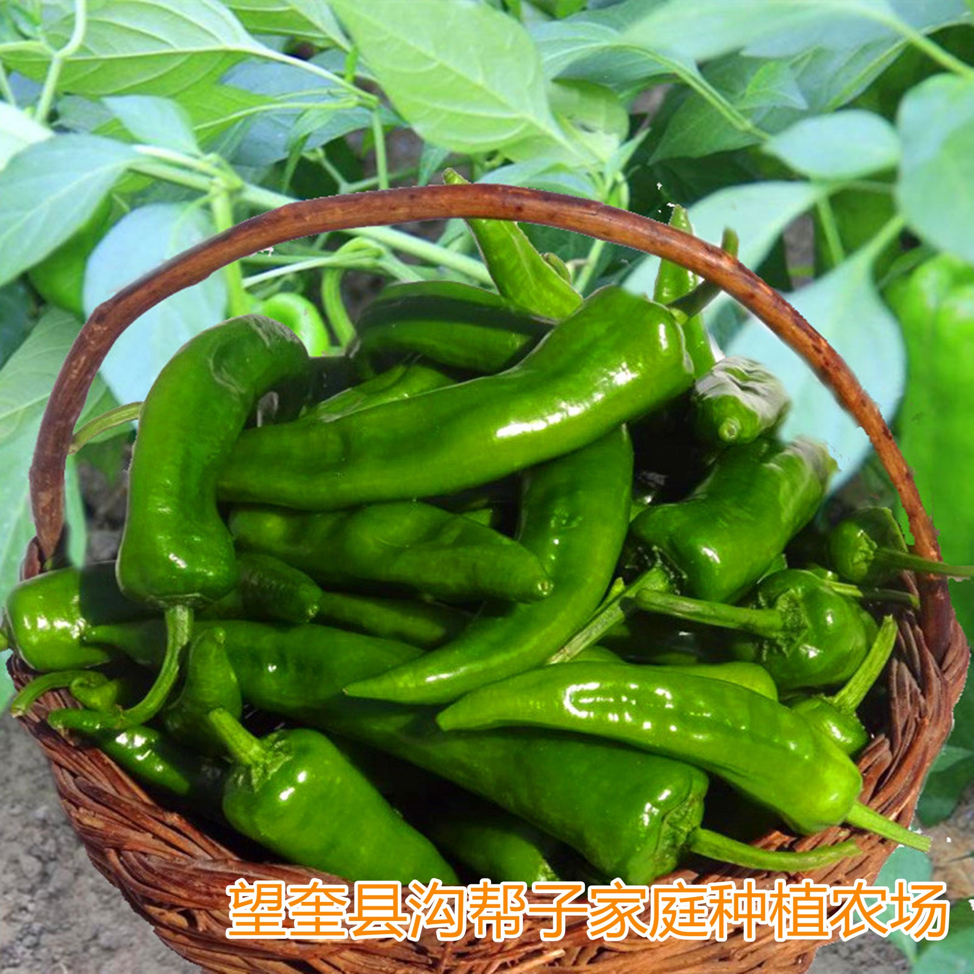 东北小辣椒农家菜小青椒新鲜蔬菜纯农家肥种辣妹子蔬菜生鲜食品