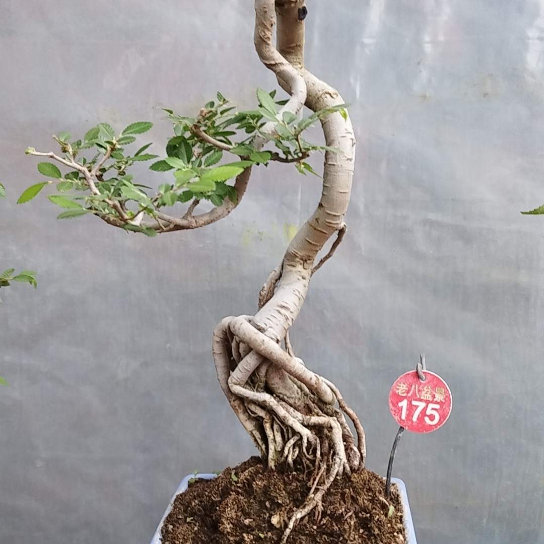 榆树盆景一手托小品