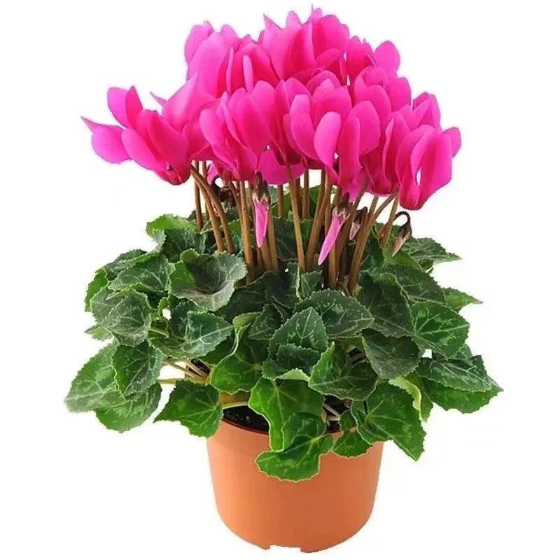 仙客来盆栽花苗室内花卉蝶衣花年宵花兔耳花四季开花好养大花绿植