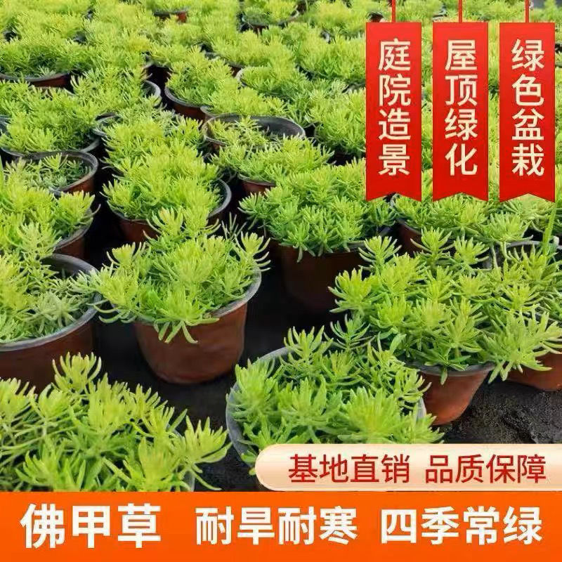 黄金佛甲草地被植物不死草可四季观叶盆栽庭院绿化隔热耐热耐寒