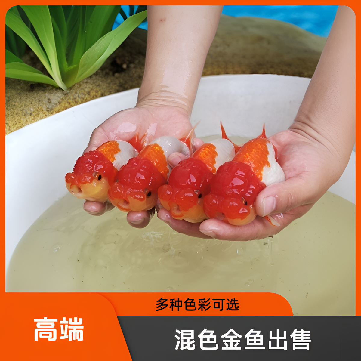猫狮日寿宫鹅观赏鱼冷水鱼新手好养耐活渔场直发